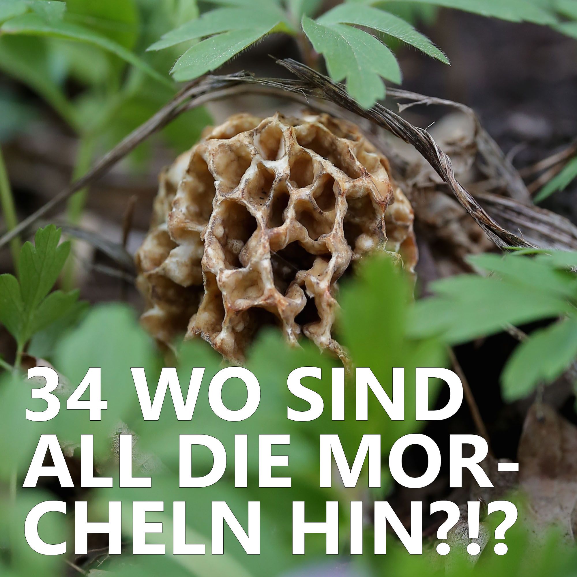 Der Pilzpodcast