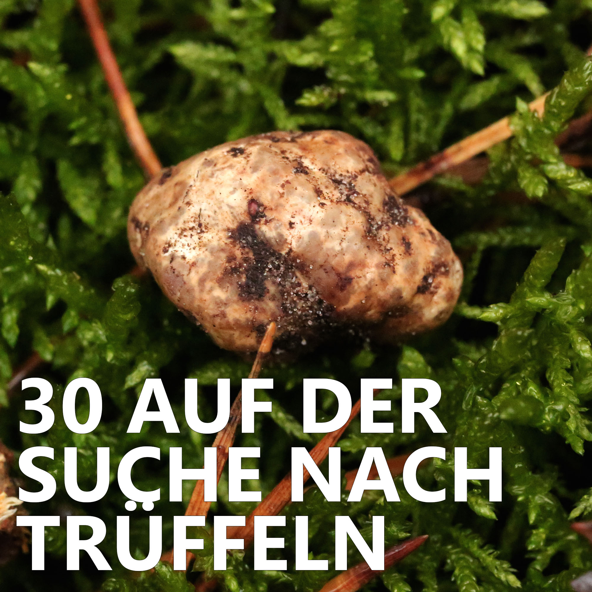 Der Pilzpodcast