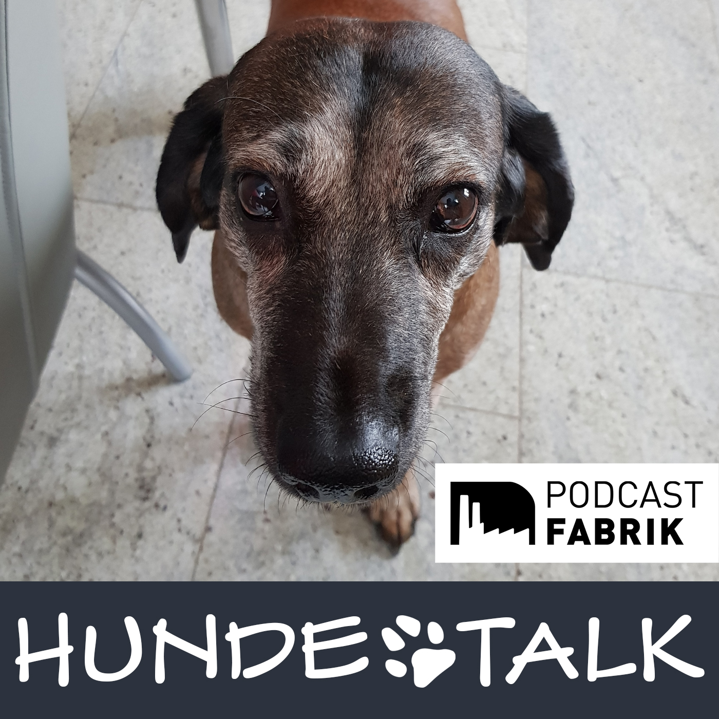 HUNDETALK - Dein Hunderunde-Podcast