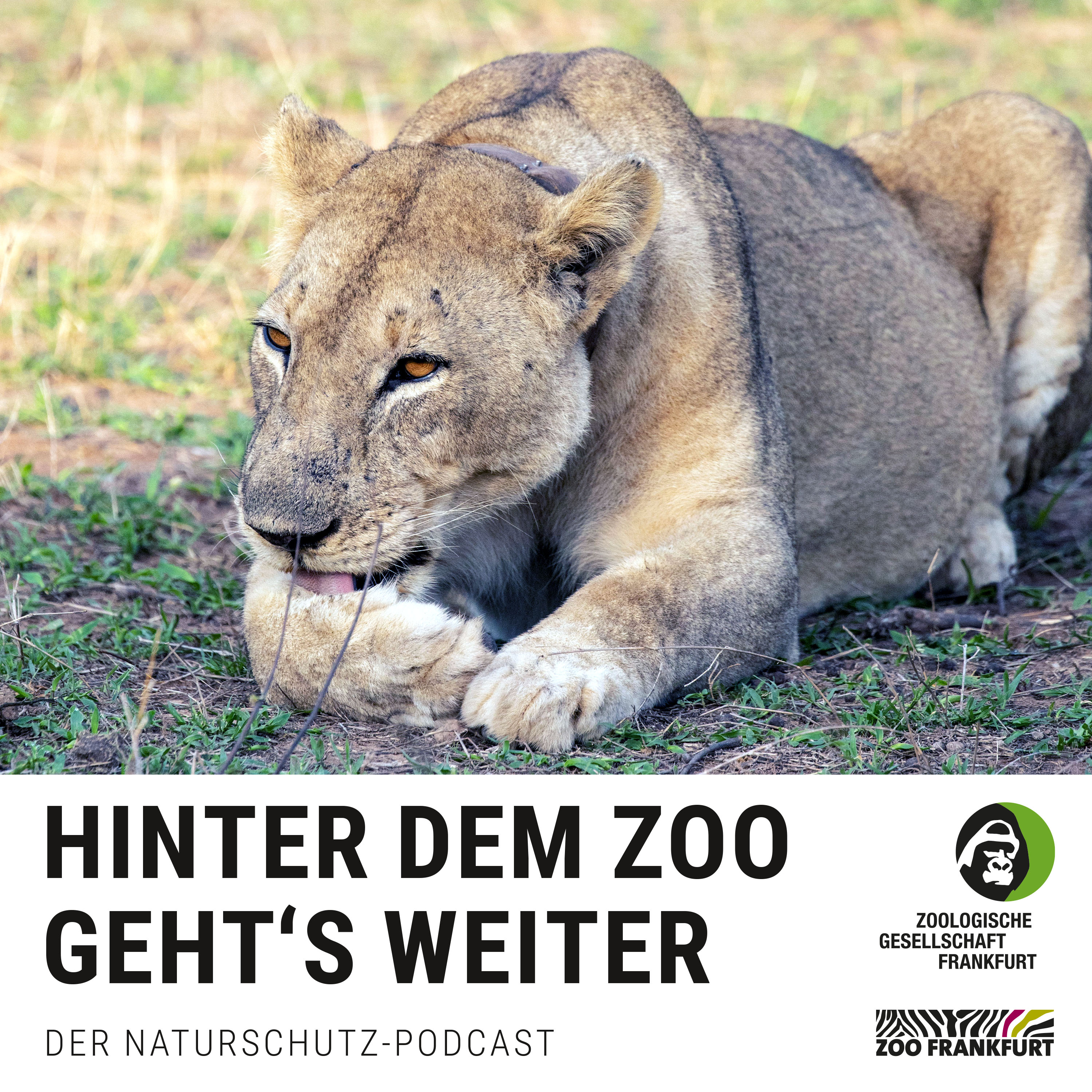 Löwen: Platz für den König