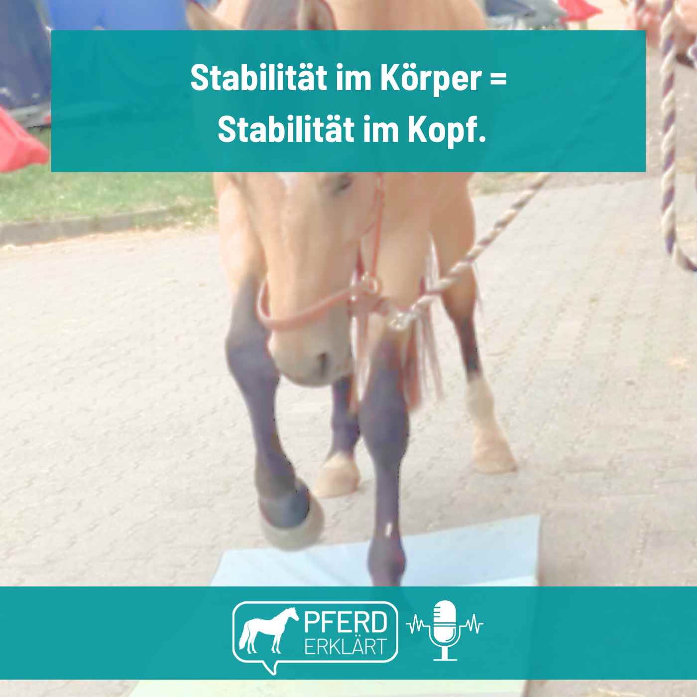 Pferd erklärt