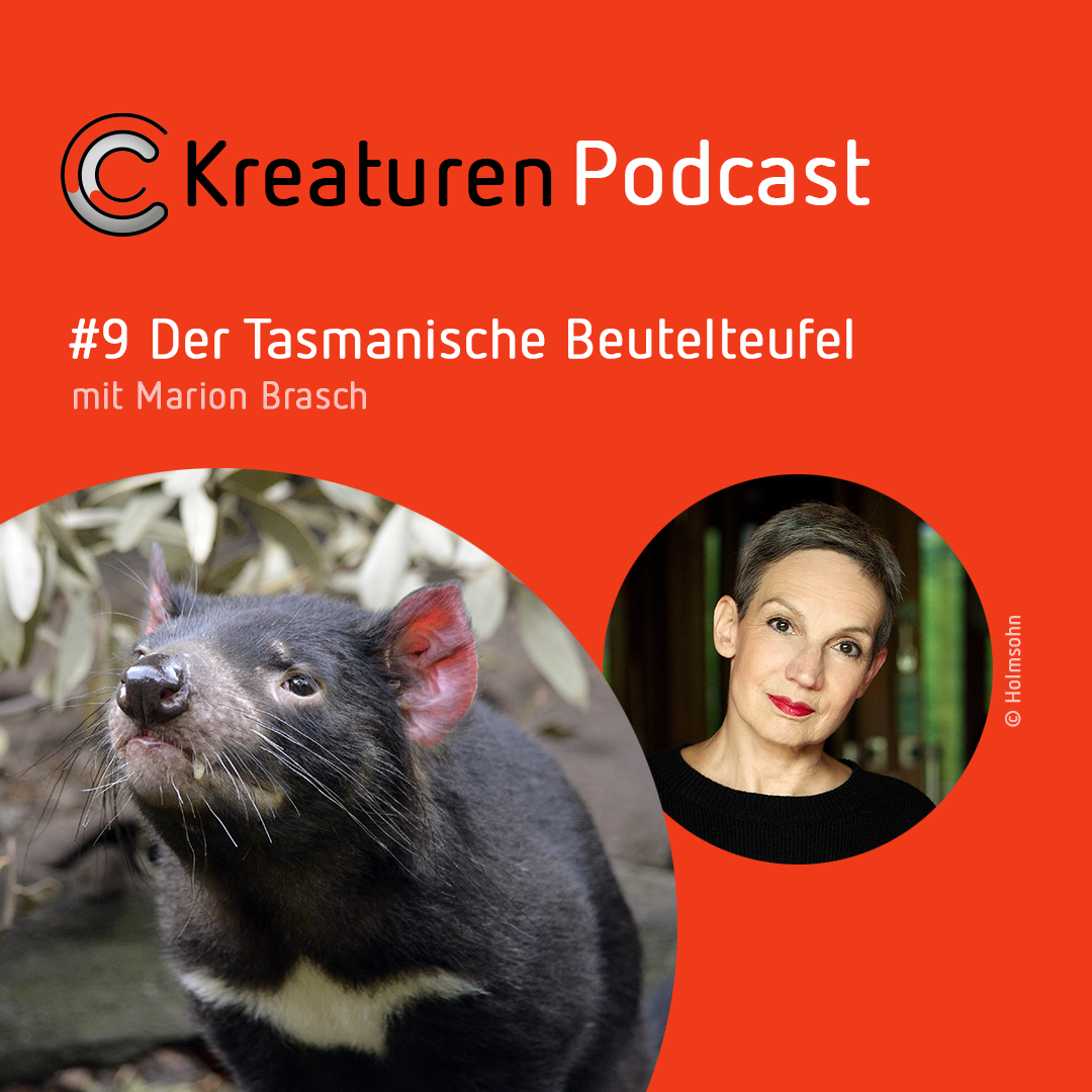 Kreaturen Podcast - Folge 09: Der Tasmanische Beutelteufel mit Marion Brasch episode artwork