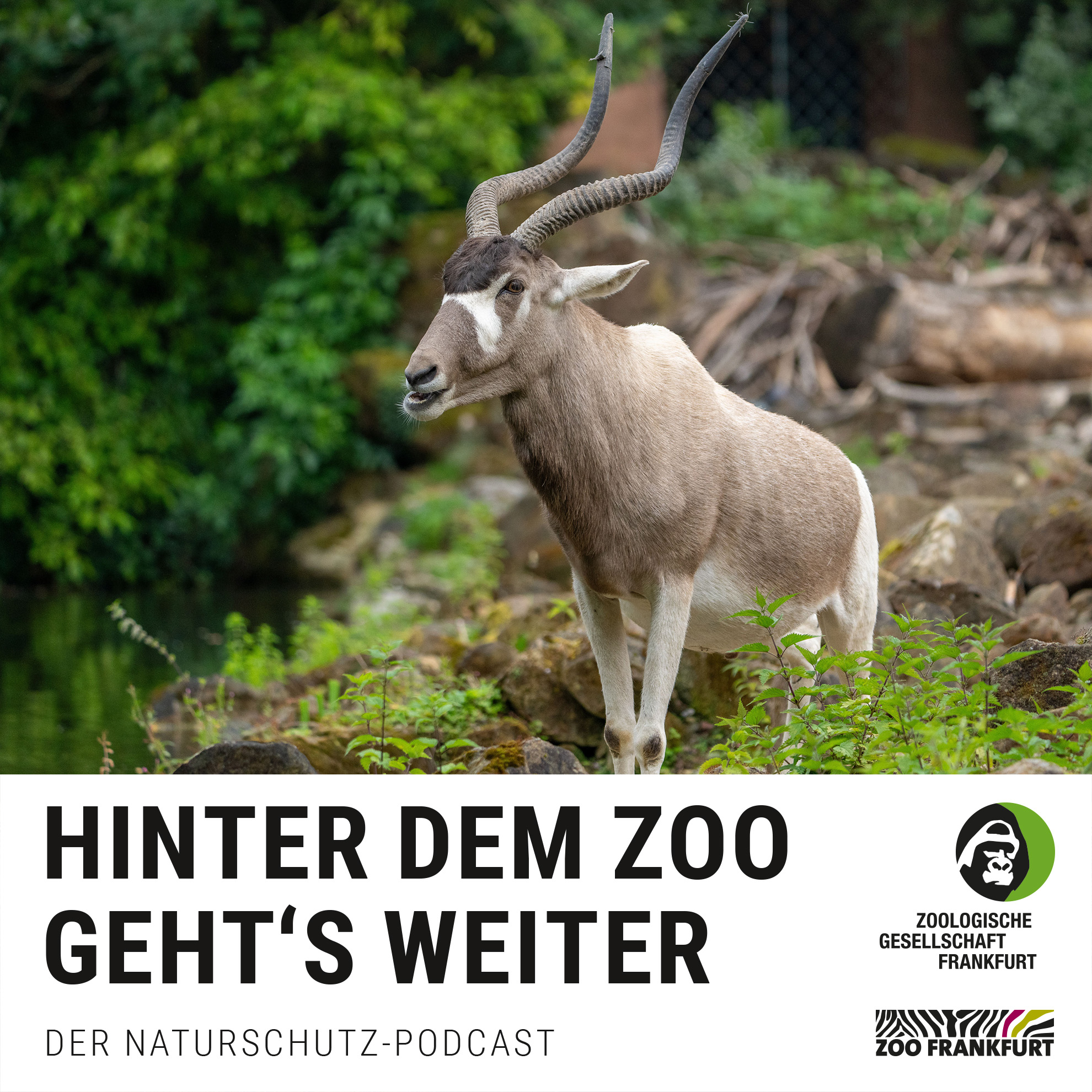 Kennt ja kein Schwein: Addax