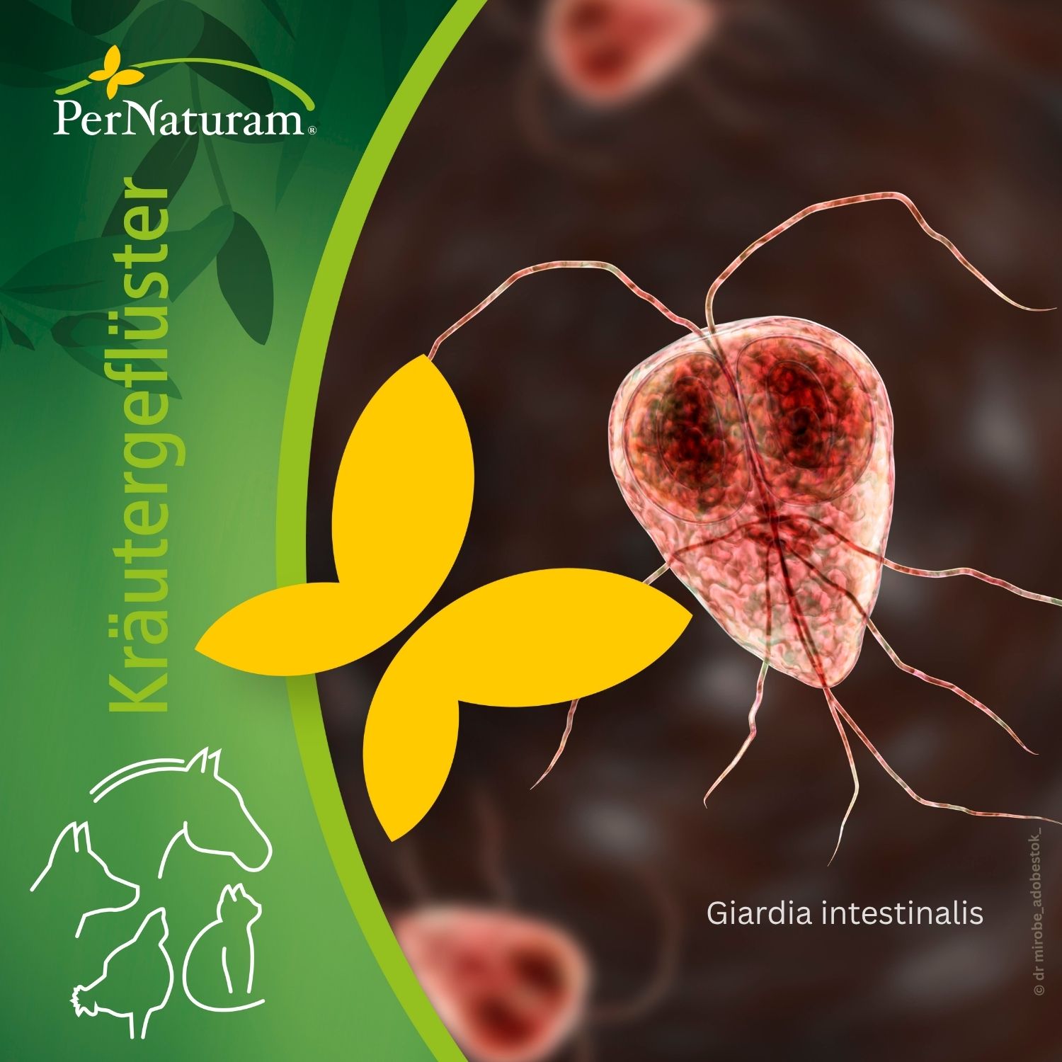 PerNaturam Kräutergeflüster