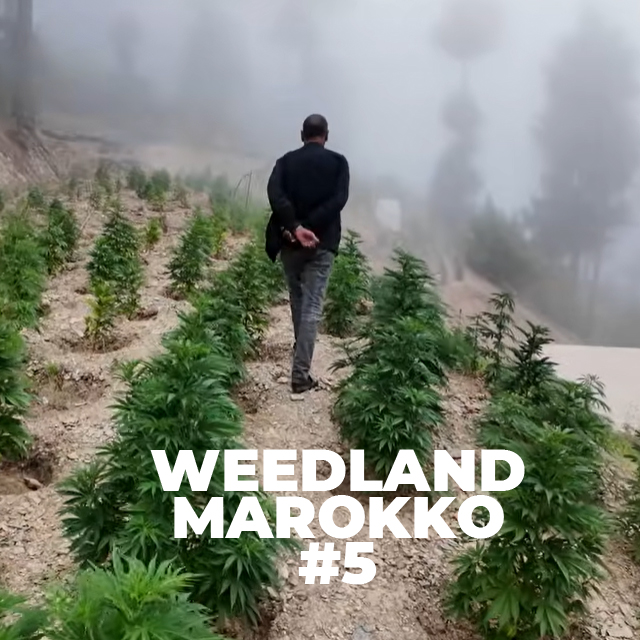 CannaZen 🥦 News & Wissen