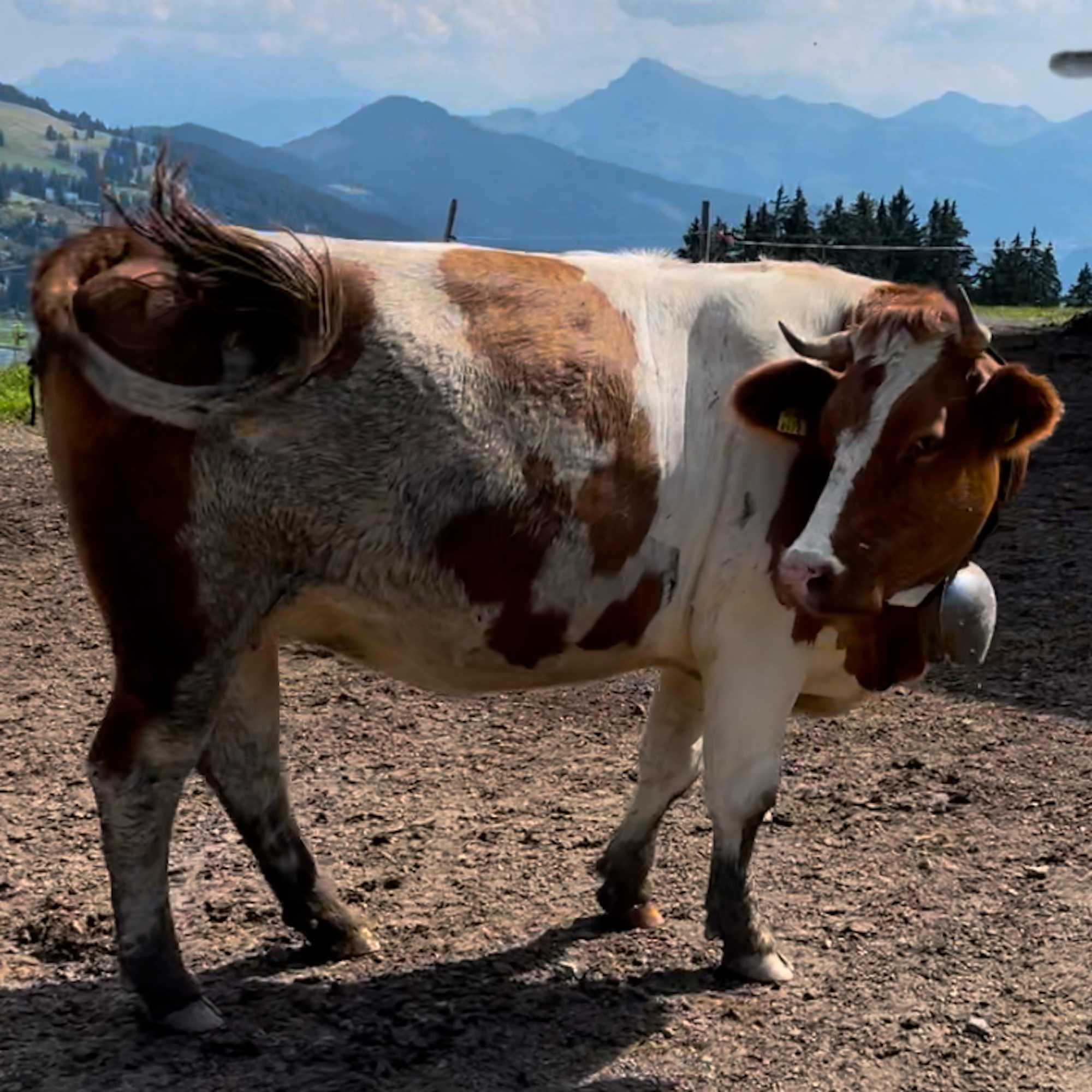 Glaubst du das wirklich?