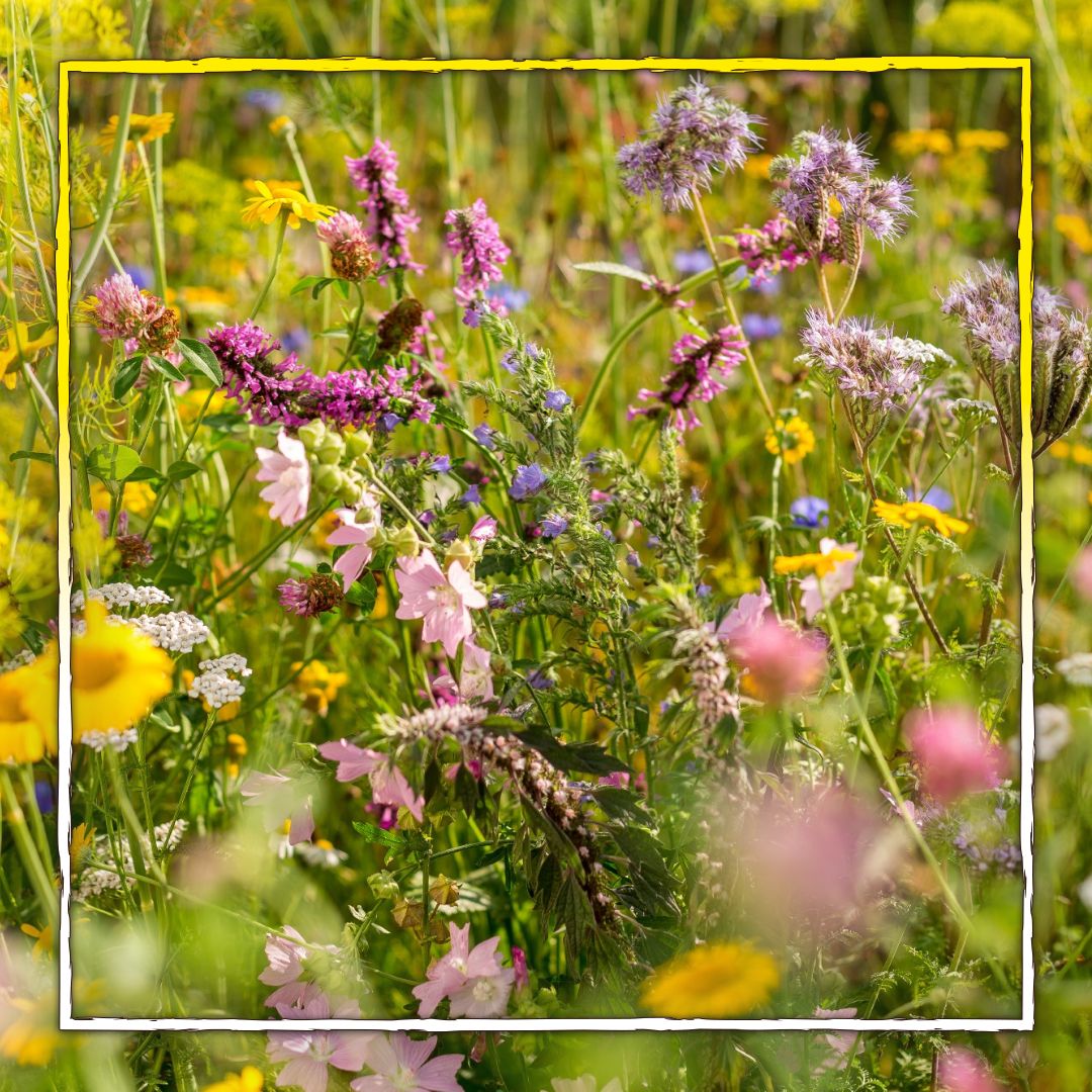 Blumenwiese pflegen Einfach natürlich Gärtnern Podcast