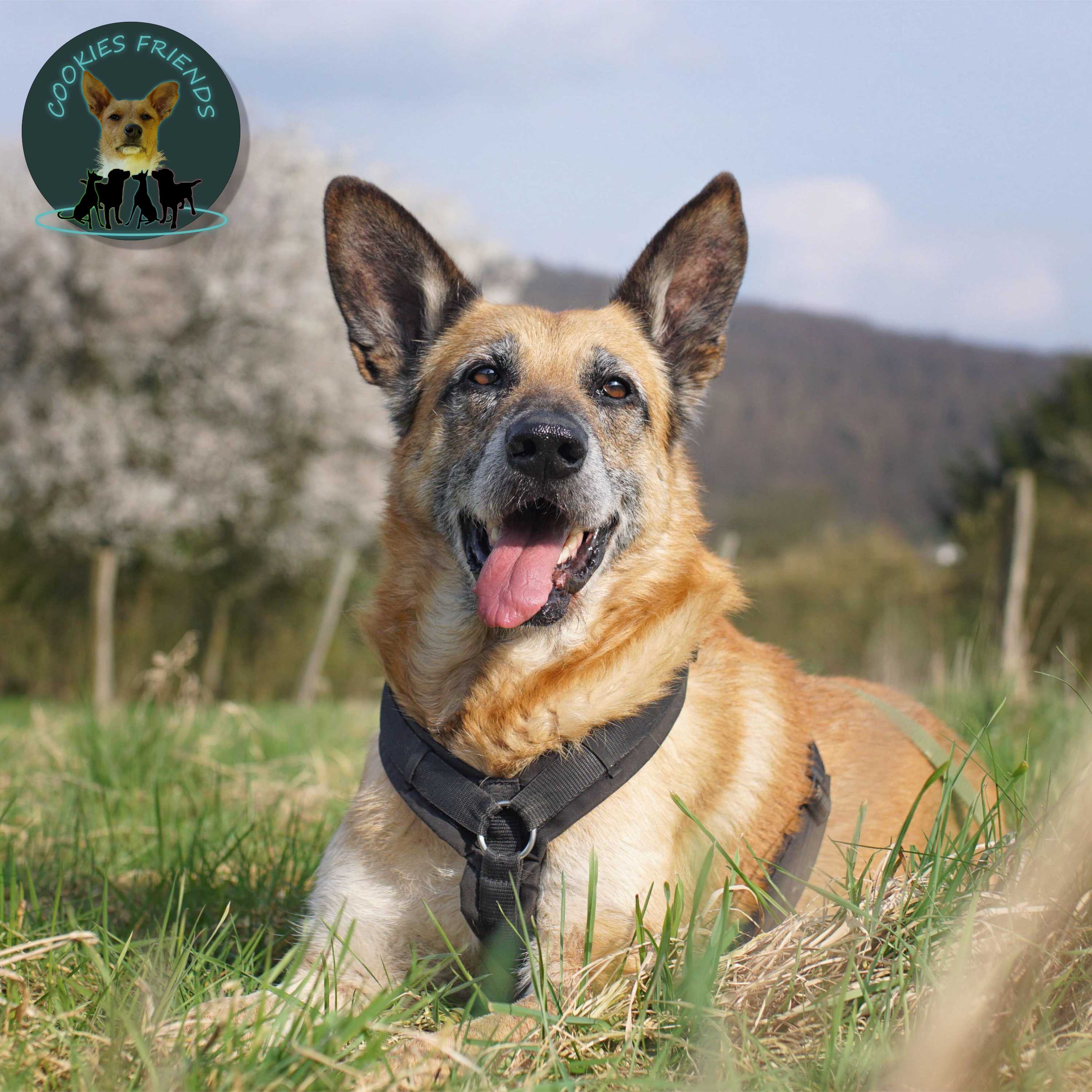 Cookies Friends. Der Podcast für Tierschutz-Hunde