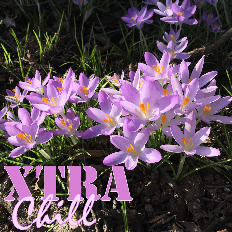 XtraChill