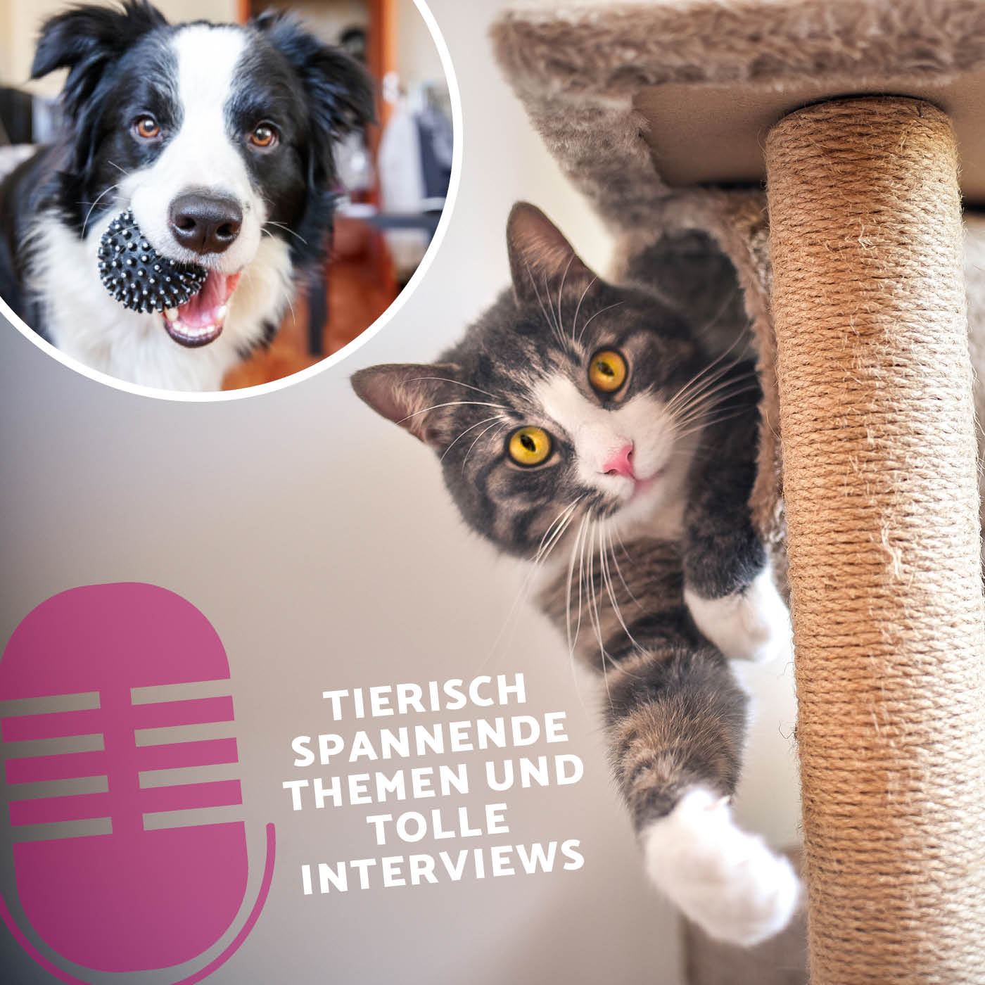 Heimtier Podcast - Wichtiges Zubehör für Hunde & Katzen Teil 1