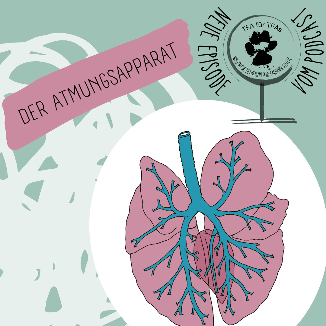 TFA für TFAs - Der Wissenspodcast für Tiermedizinische Fachangestellte