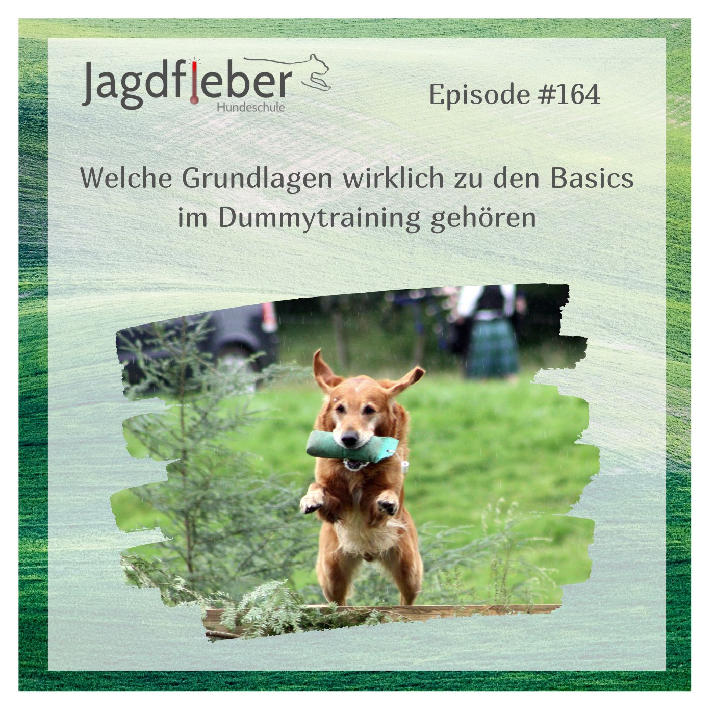 P164: Welche Grundlagen wirklich zu den Basics im Dummytraining gehören episode artwork