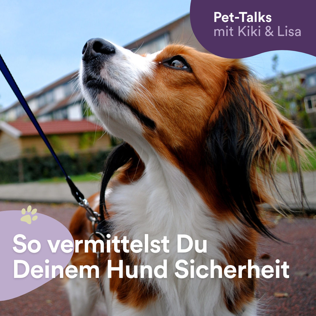 Pet-Talks mit Kiki & Lisa - der Hunde-Podcast von DeineTierwelt