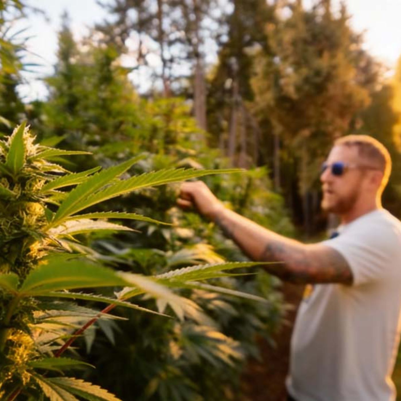 CannaZen 🥦 News & Wissen