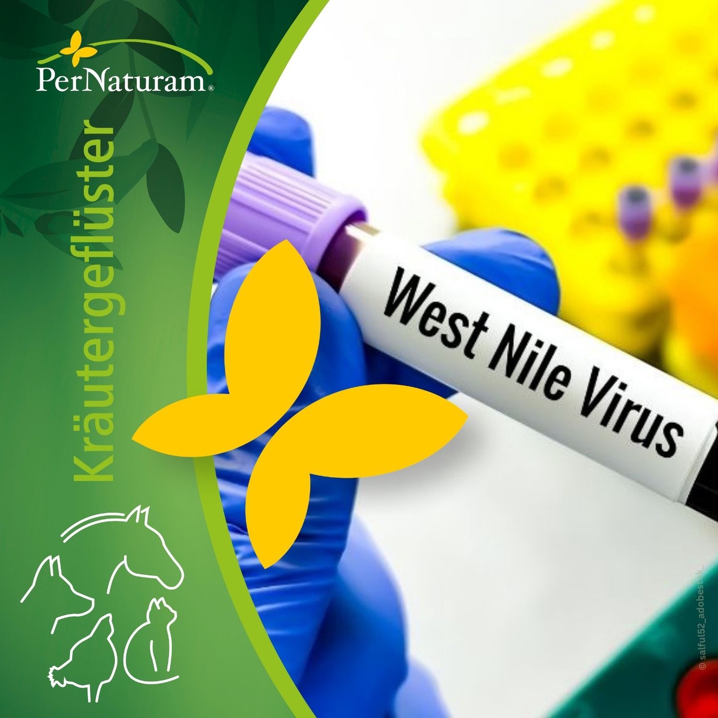 West-Nil-Virus und andere Viruserkrankungen beim Pferd