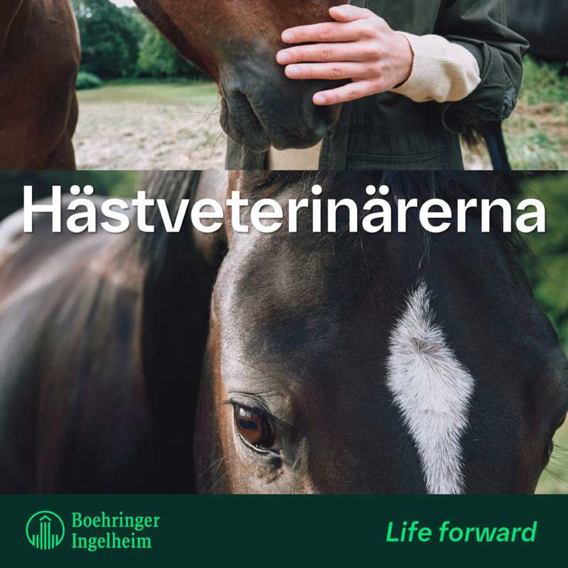 Hästveterinärerna snackar EGUS, del 1 – introduktion och symtom