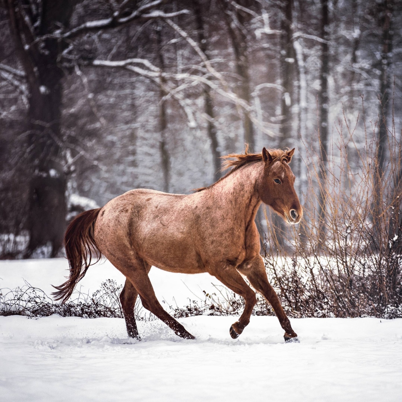 5 WOW-Zitate für Pferdemenschen mit Herz