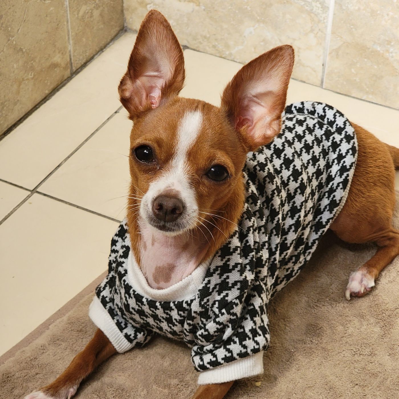 More Than a Collar: Defining Your Dog’s Style and Safety