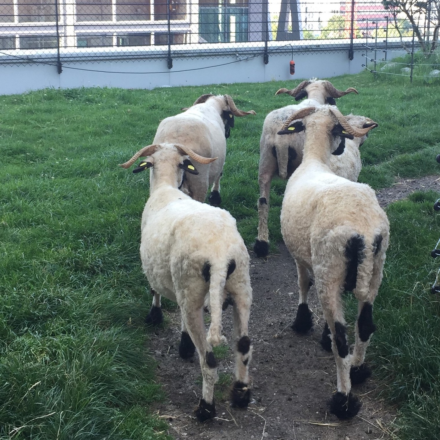 Mitten in München leben Schafe auf dem Dach