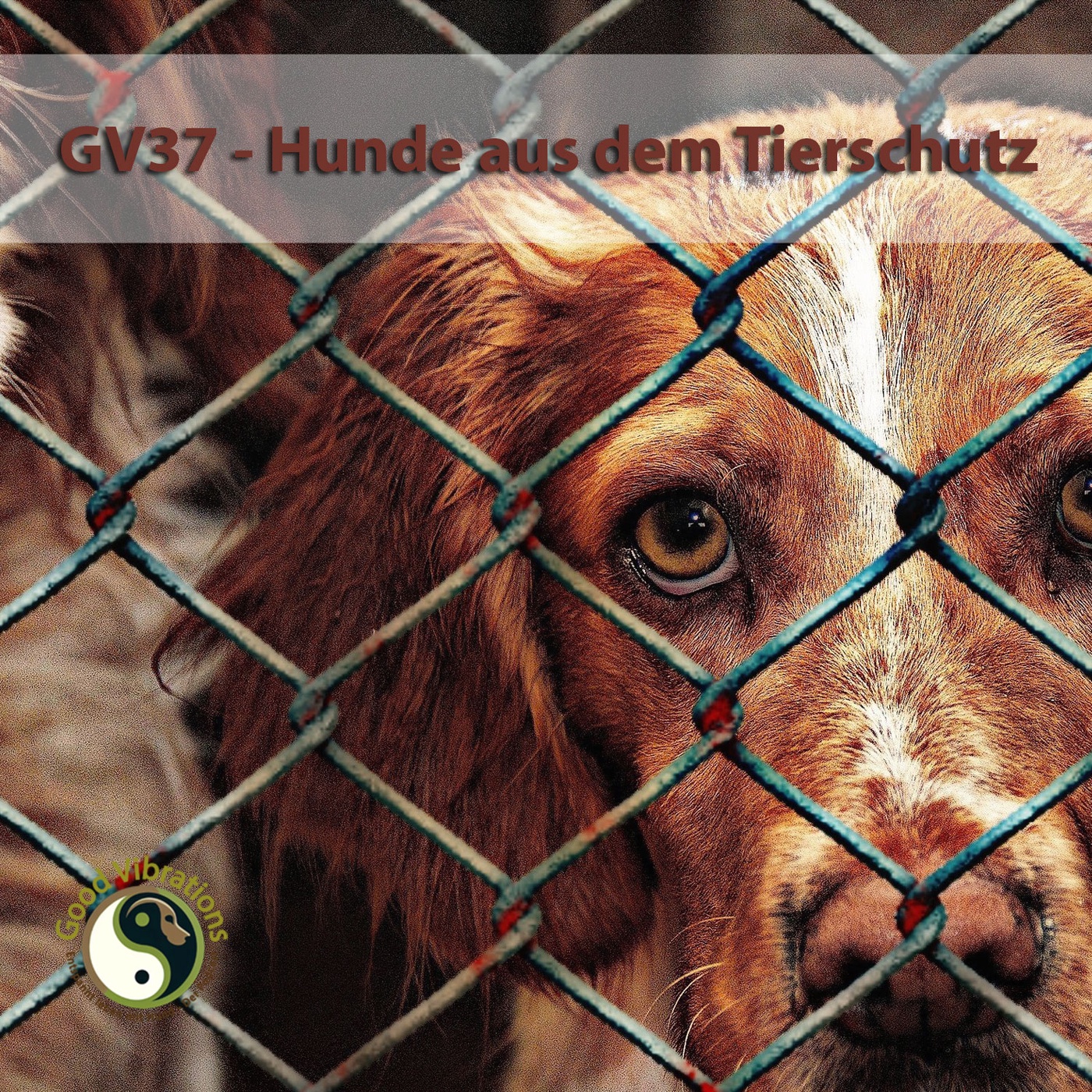 GV 37_Tierschutzhunde