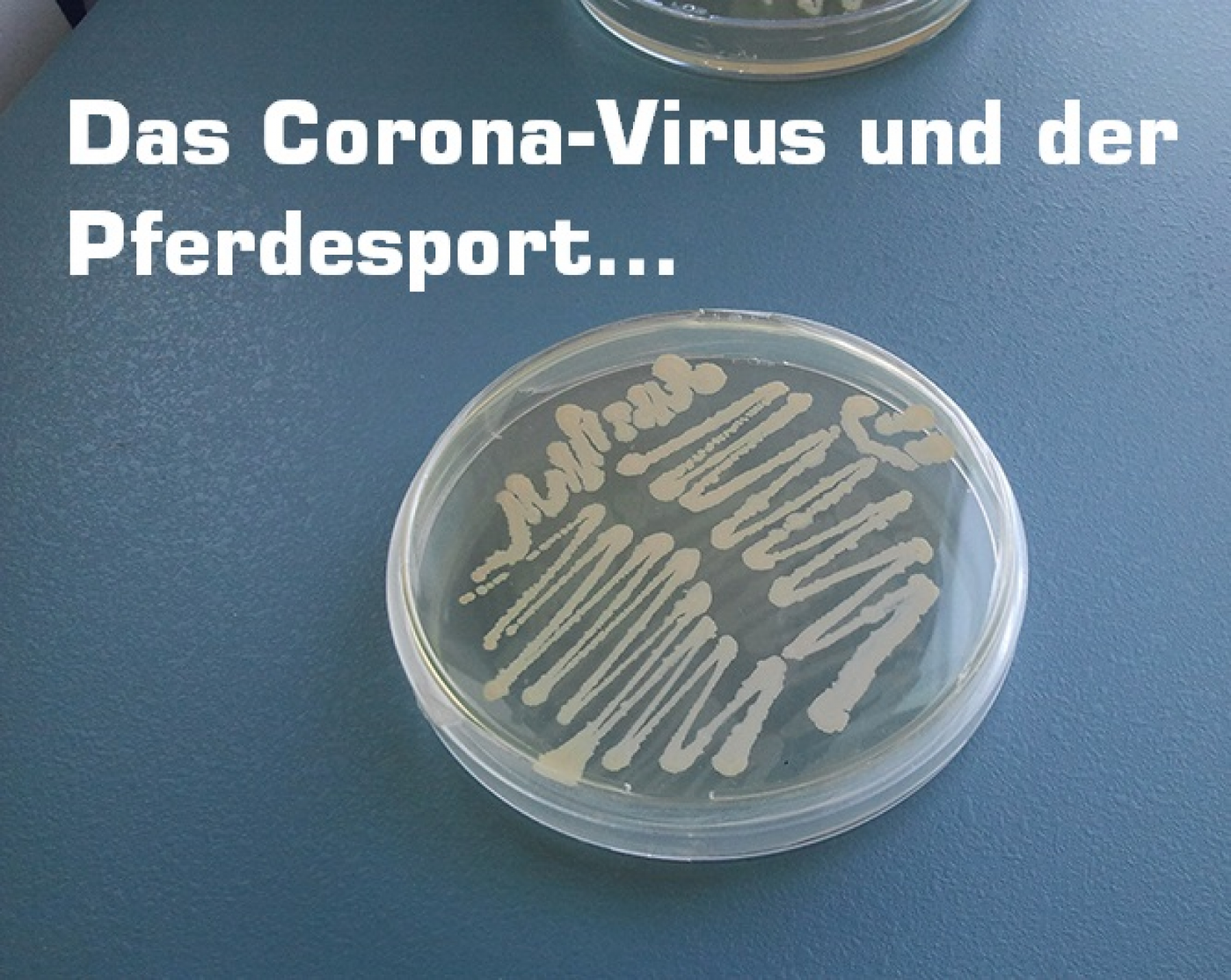 Das Corona- Virus und die Auswirkungen auf den Pferdesport