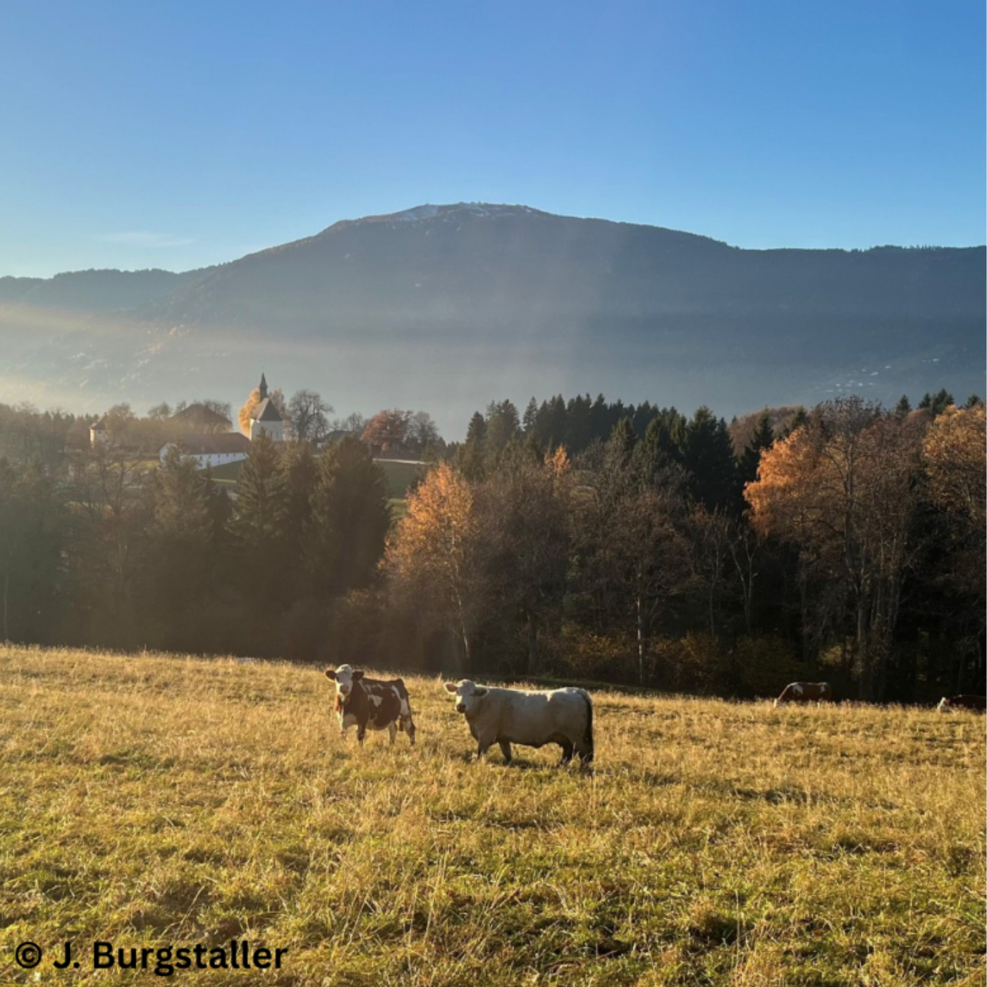 Folge 166: Mutterkuh-Absetzer – was über Leistung und Erlös entscheidet