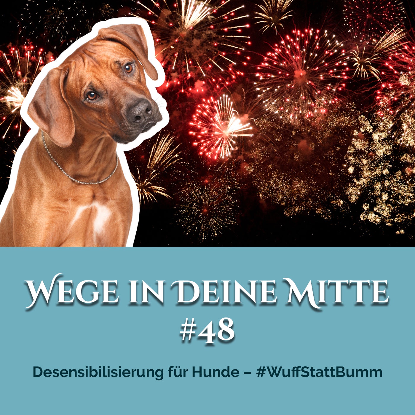 Desensibilisierung für Hunde – #WuffStattBumm (Episode 48)