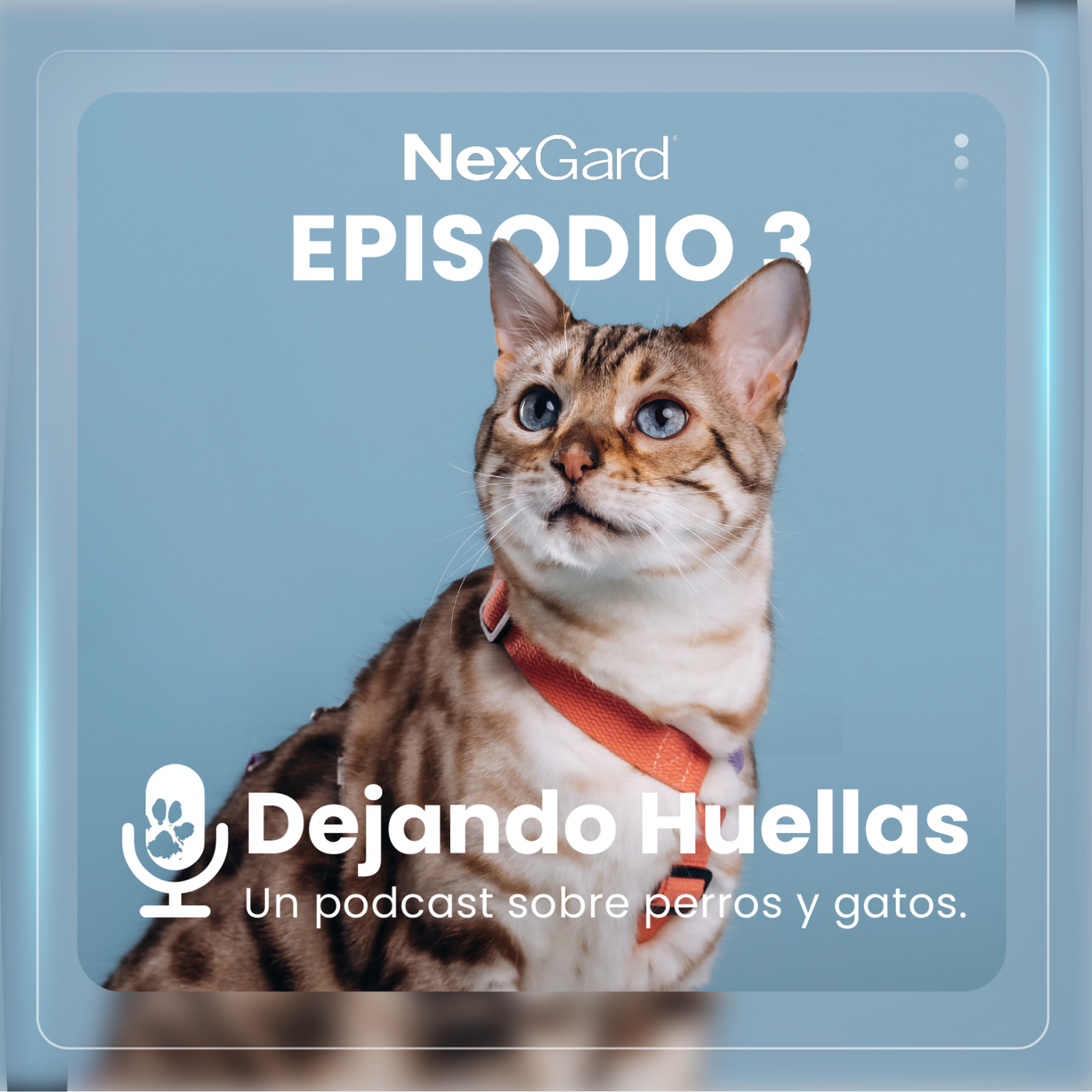 Gatos: Curiosidades, Cuidados y Salud