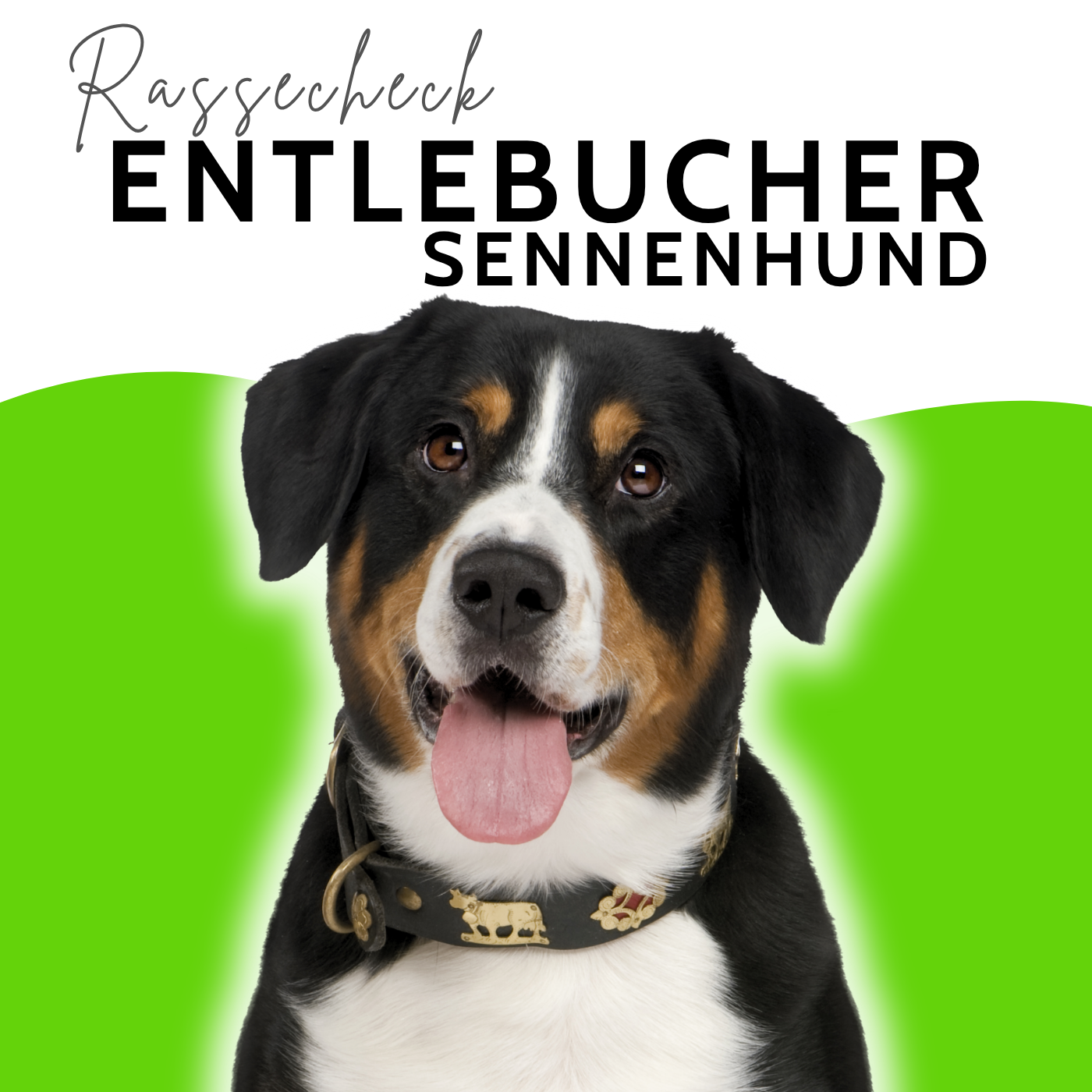 Entlebucher - Den kleinsten Sennenhund hätte es fast nicht gegeben