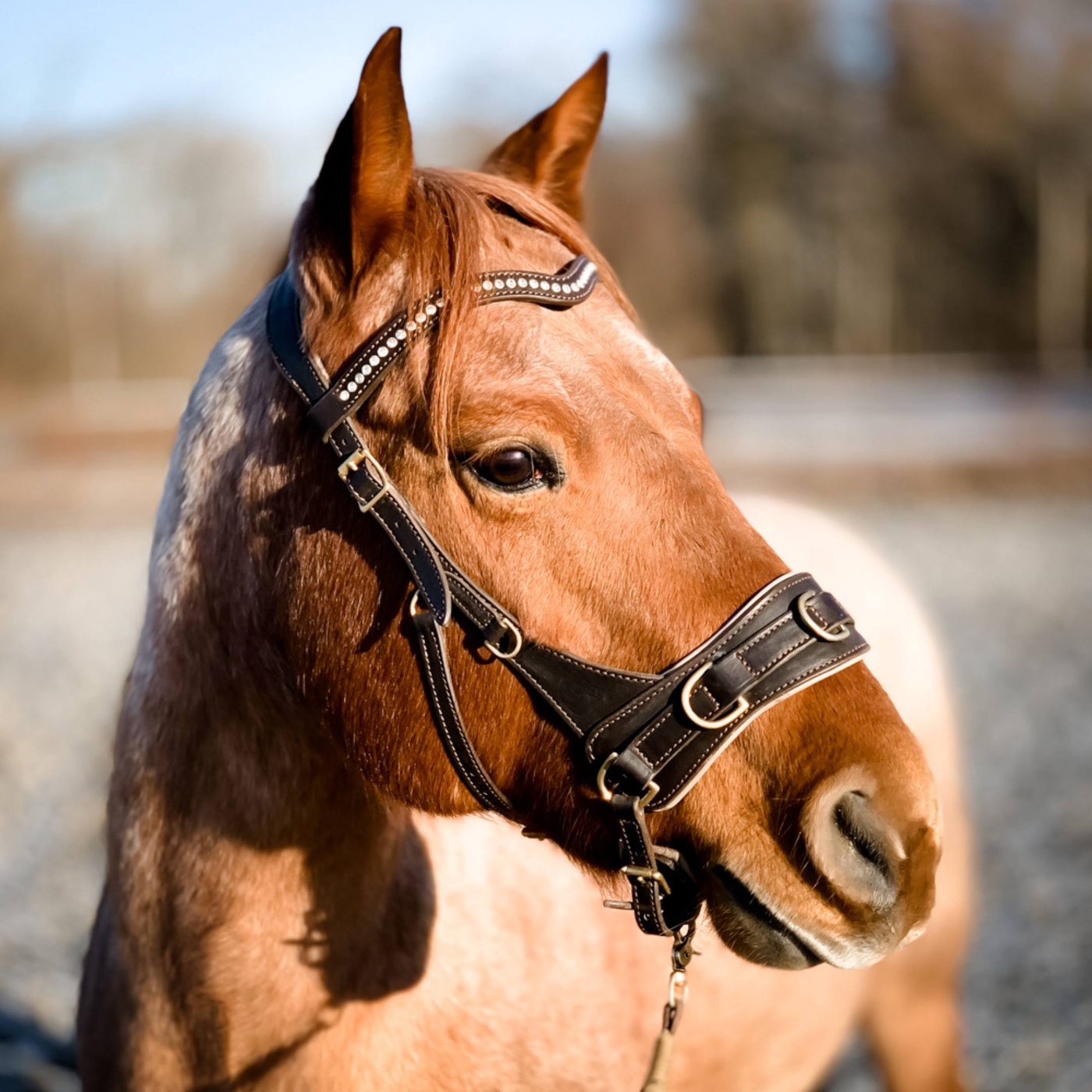 Warum nicht jedes Pferd ein Reitpferd ist