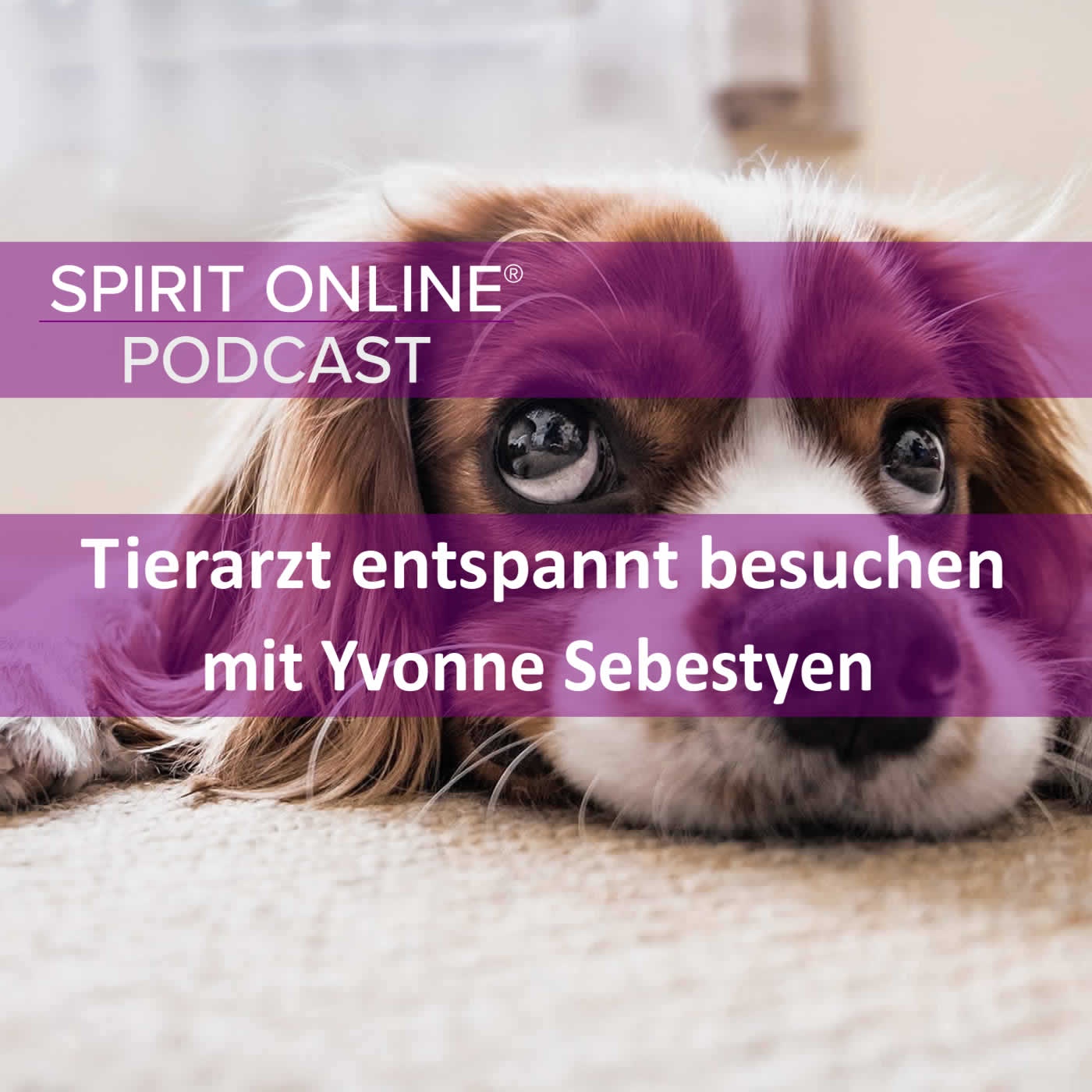 Tierarztbesuche entspannter gestalten - mit Yvonne Sebestyen