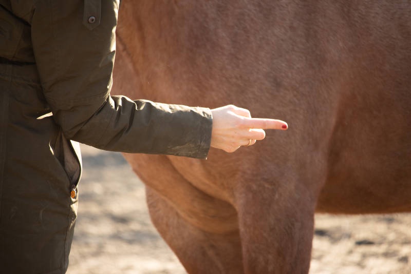 Magische Formeln für die perfekte Pferd-Mensch-Kommunikation