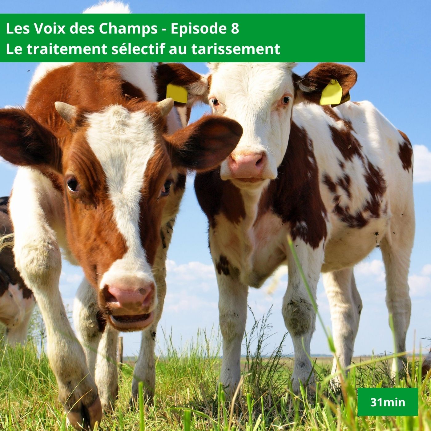 Les voix des champs - épisode 8 : Le traitement sélectif au tarissement