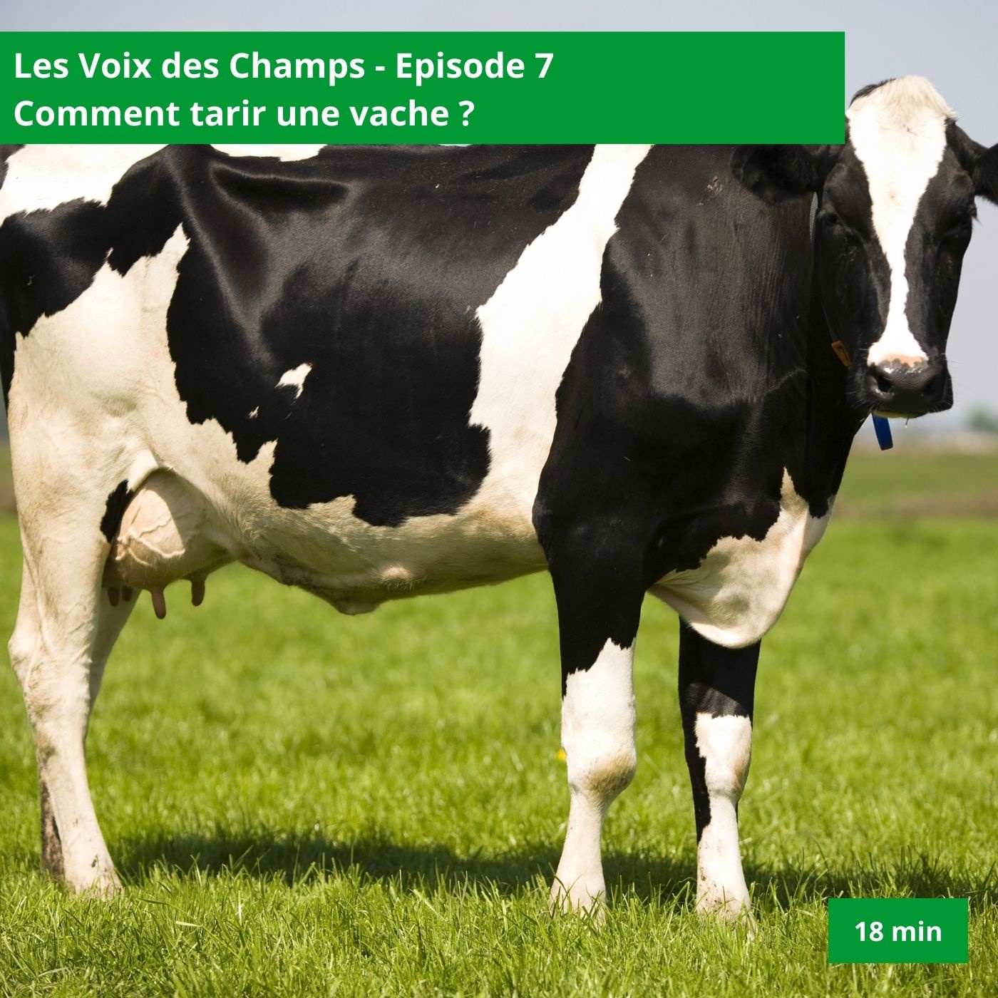 Les voix des Champs - épisode 7 : Comment tarir une vache ?