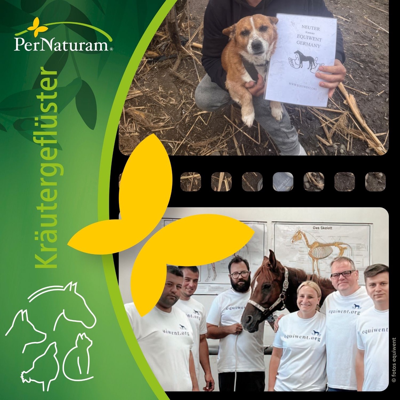 Die Hilfsorganisation Equiwent - Interview mit Jannis Raabe