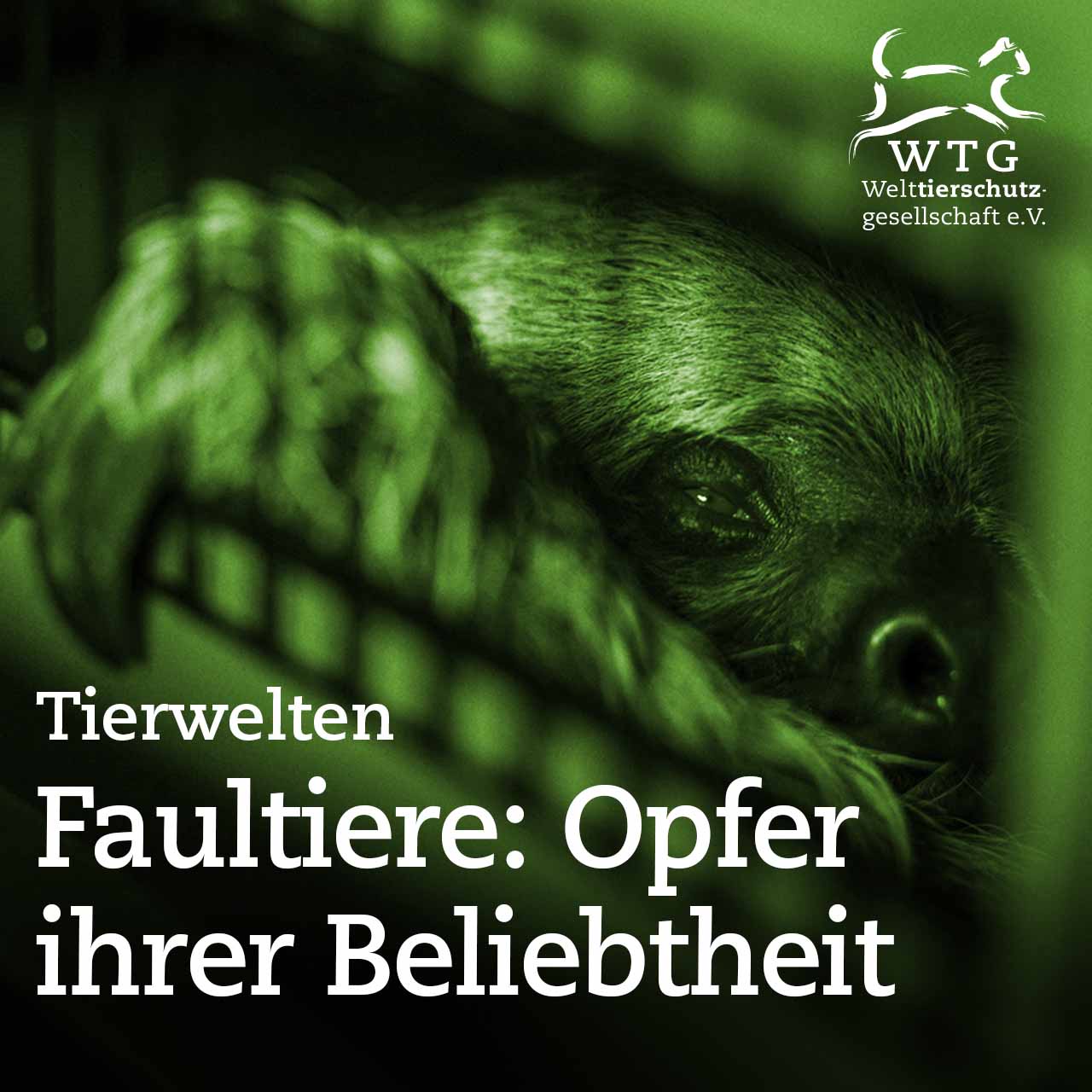 Faultiere: Opfer ihrer Beliebtheit