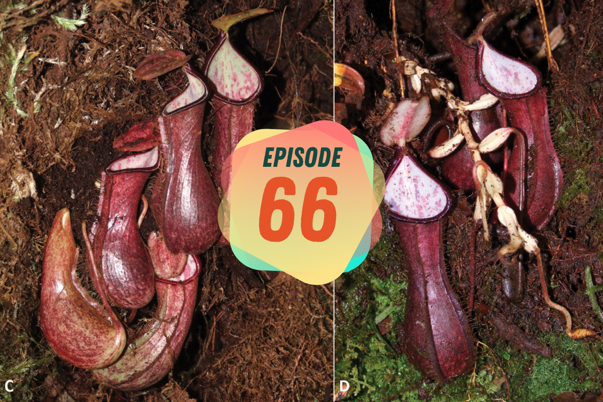 EP 66: Fleischfressende Pflanzen und Brustkrebs
