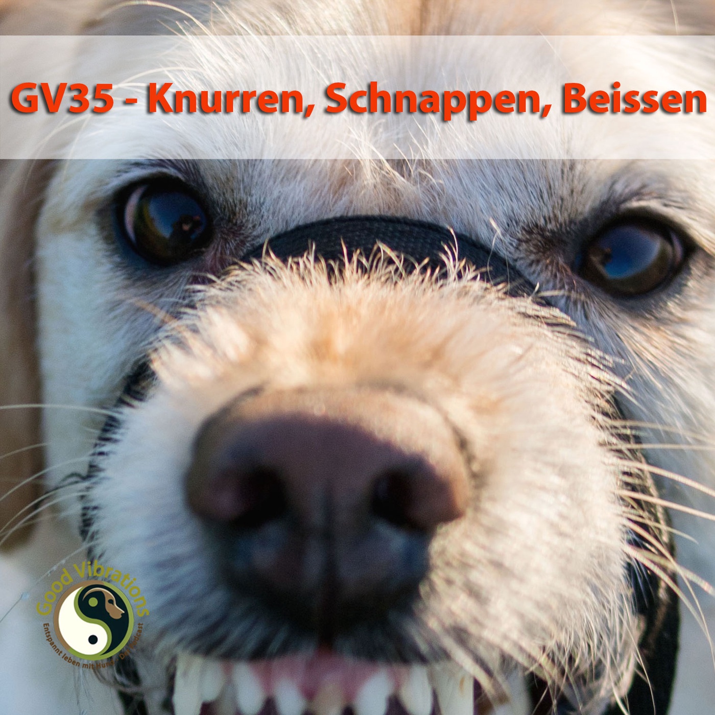 GV 35_Knurren, Schnappen, Beißen