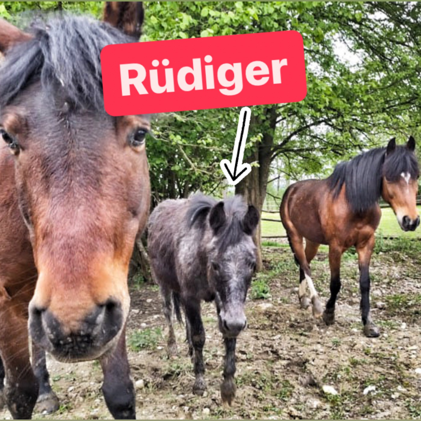 Episode 262 - Notausgabe mit Rüdiger