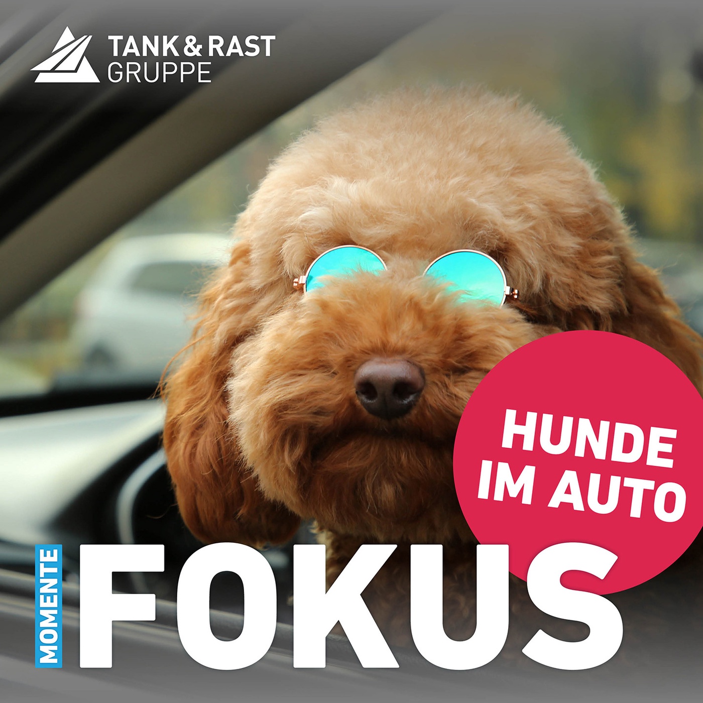 Momente Fokus – Autofahren mit Hund: Tipps von Trainerin und Tierärztin