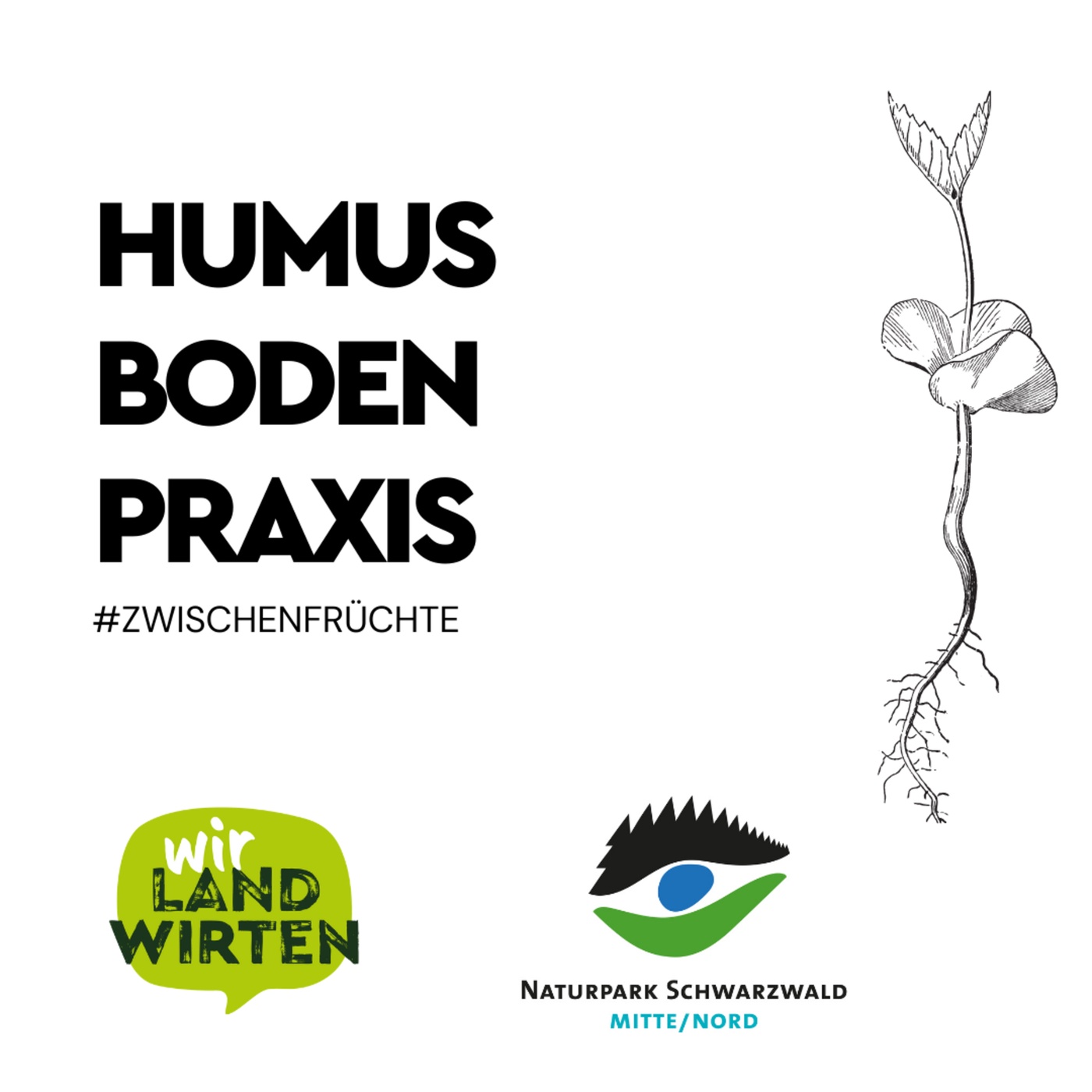 Humus Boden Praxis - Zwischenfrüchte 