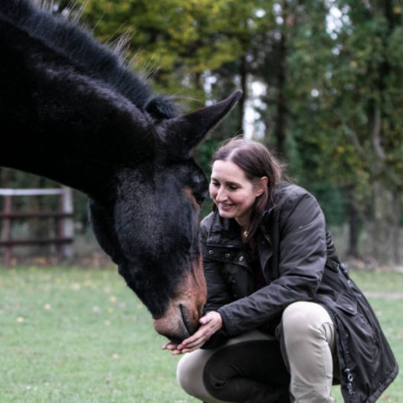 Nie mehr Angst mit dem Pferd