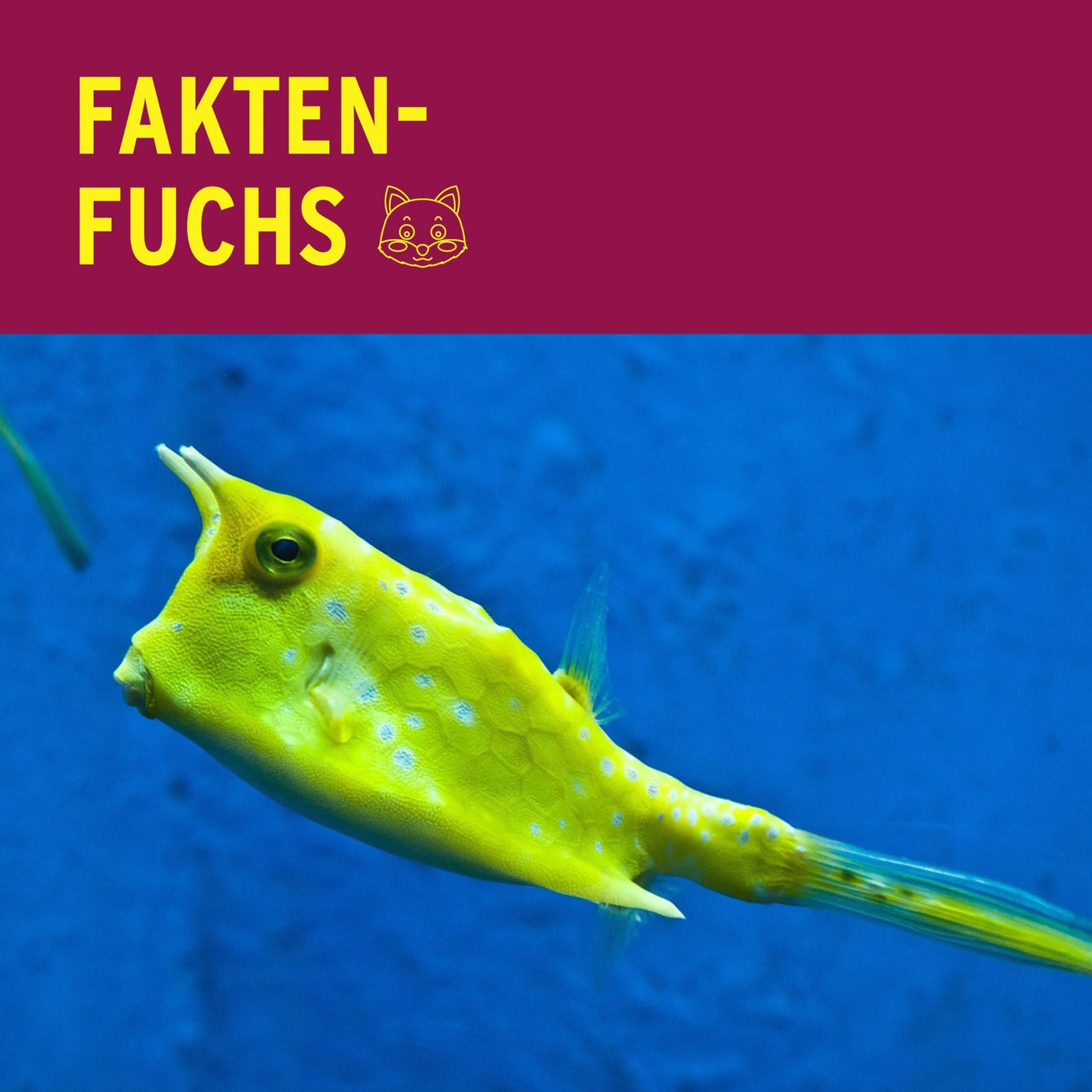 Faktenfuchs: Kuhfisch