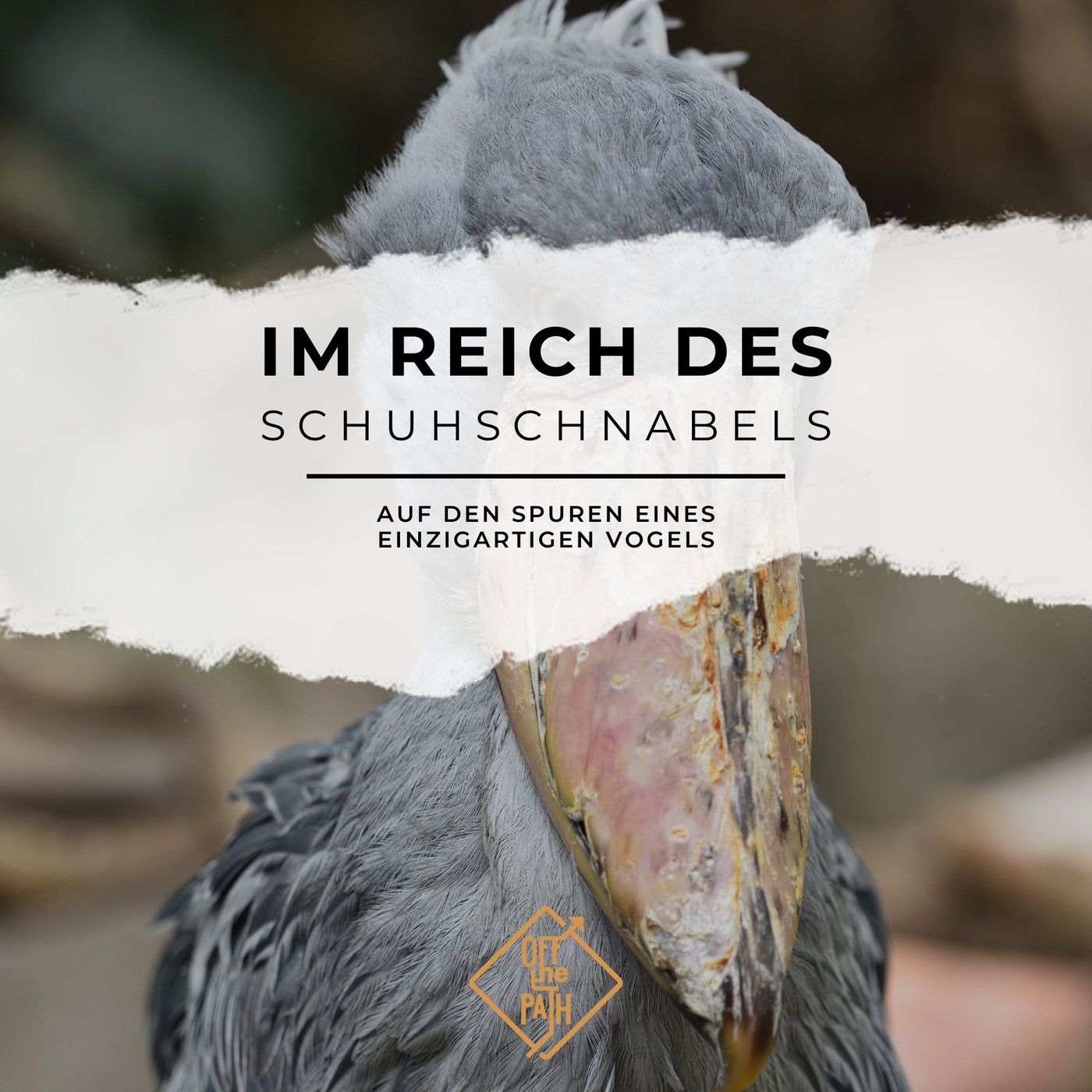 Im Reich des Schuhschnabels: Auf den Spuren eines einzigartigen Vogels