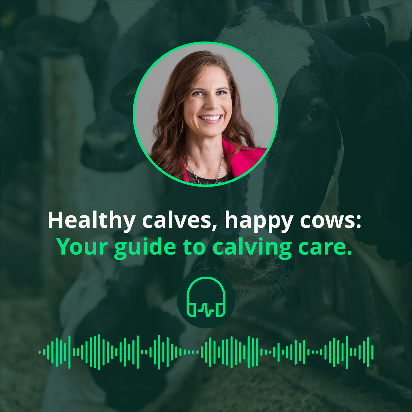 Your guide to calving care: when and how to assist || Guide des soins au vêlage : quand et comment intervenir