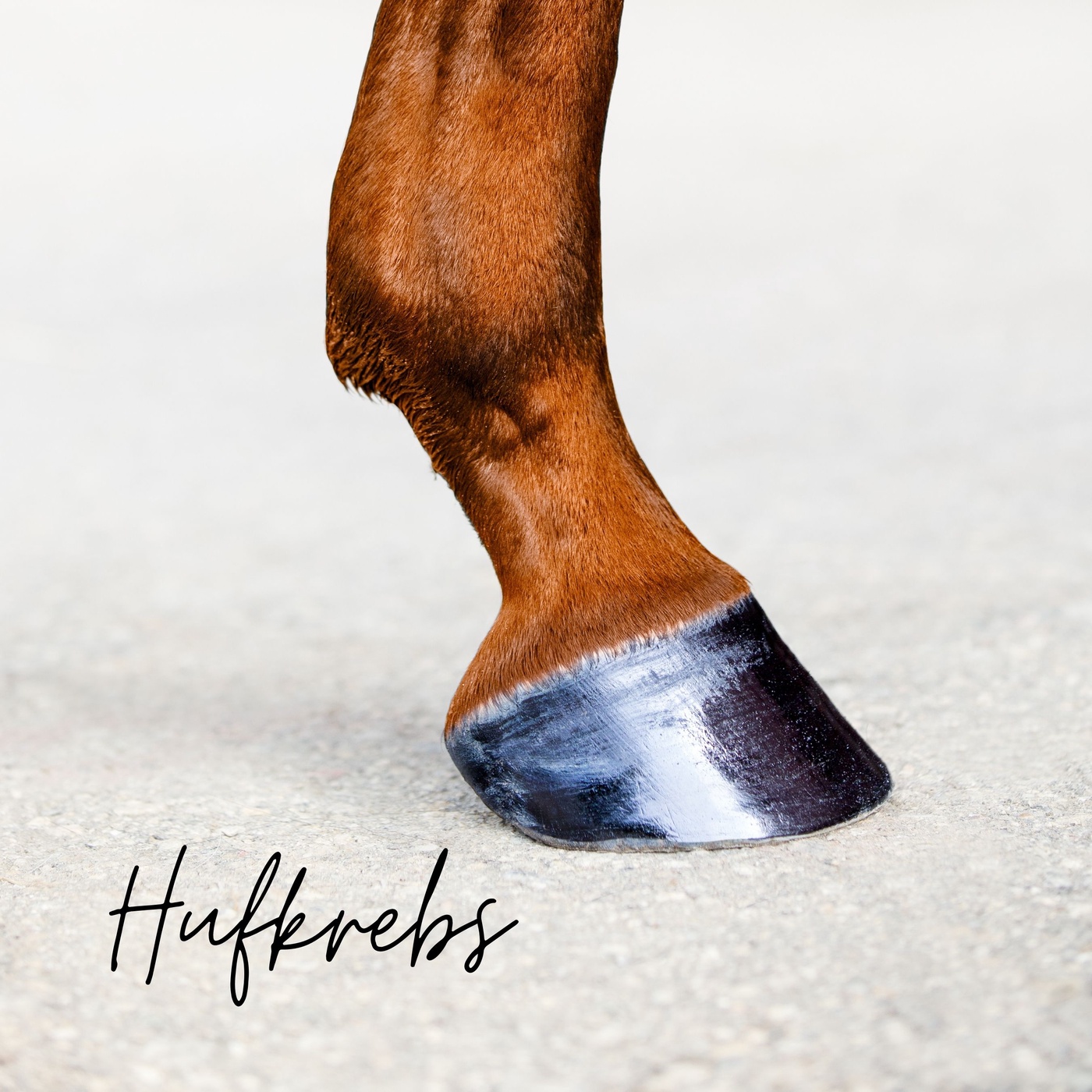 Hufkrebs - richtig vorbeugen und heilen