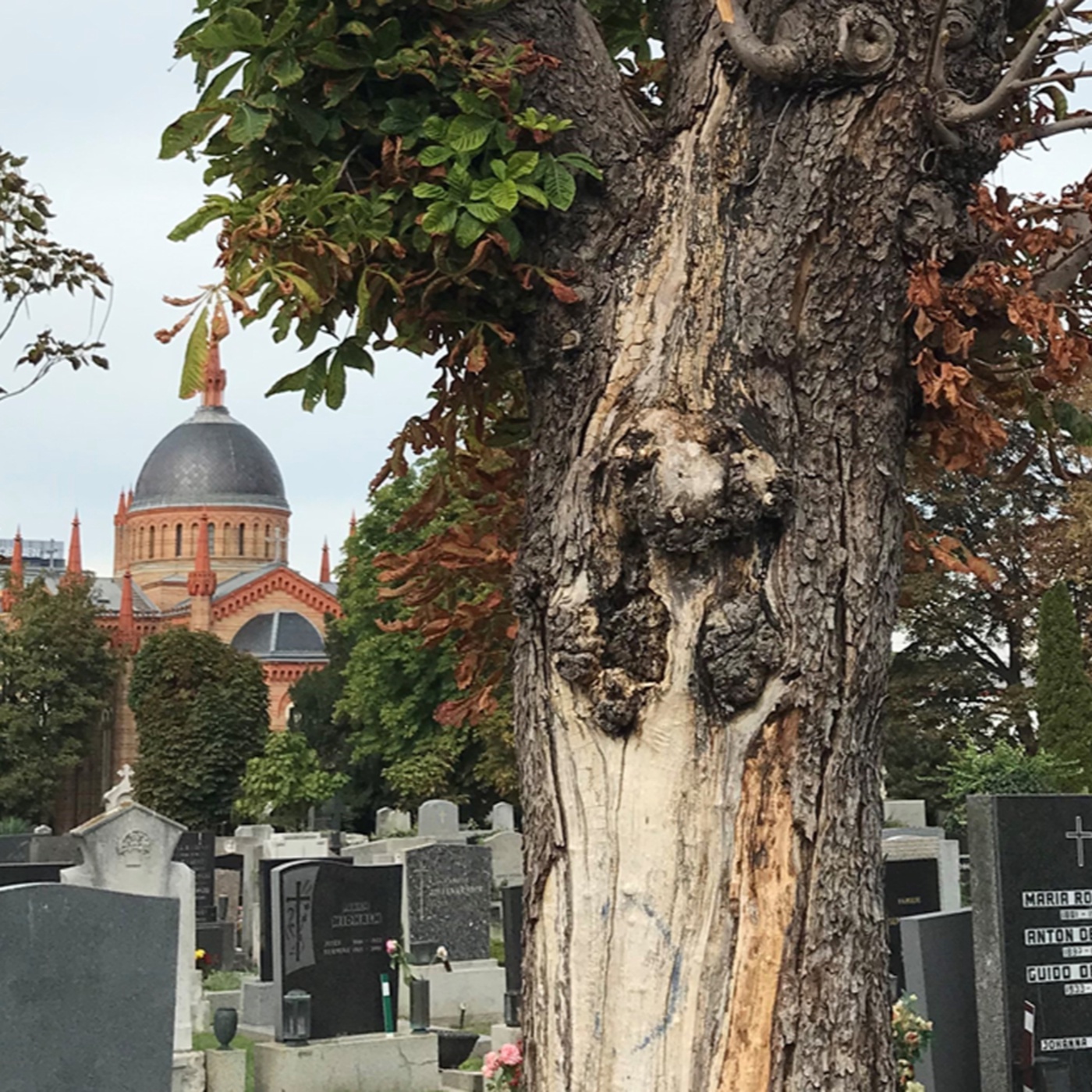 Biodiversität am Friedhof