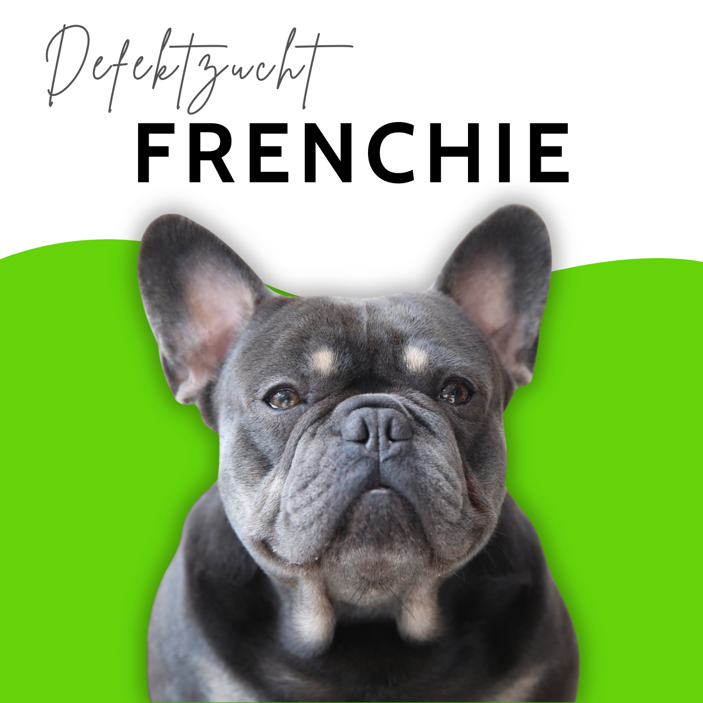 Französische Bulldogge - Zum Krüppel gezüchtet