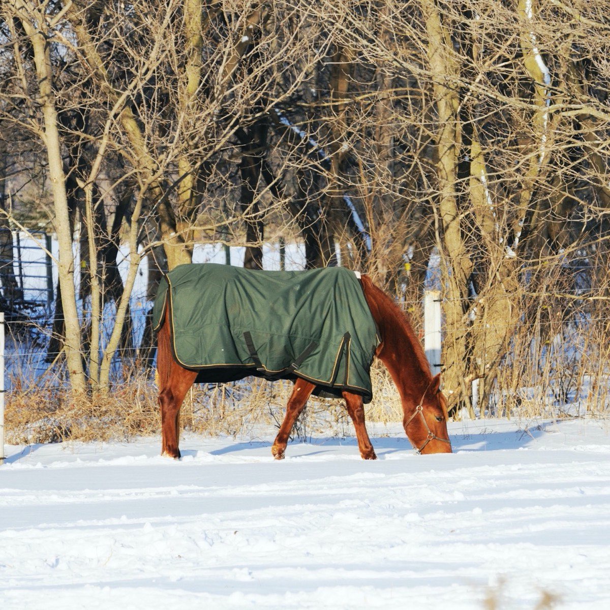 Pferd Eindecken - ja oder nein?