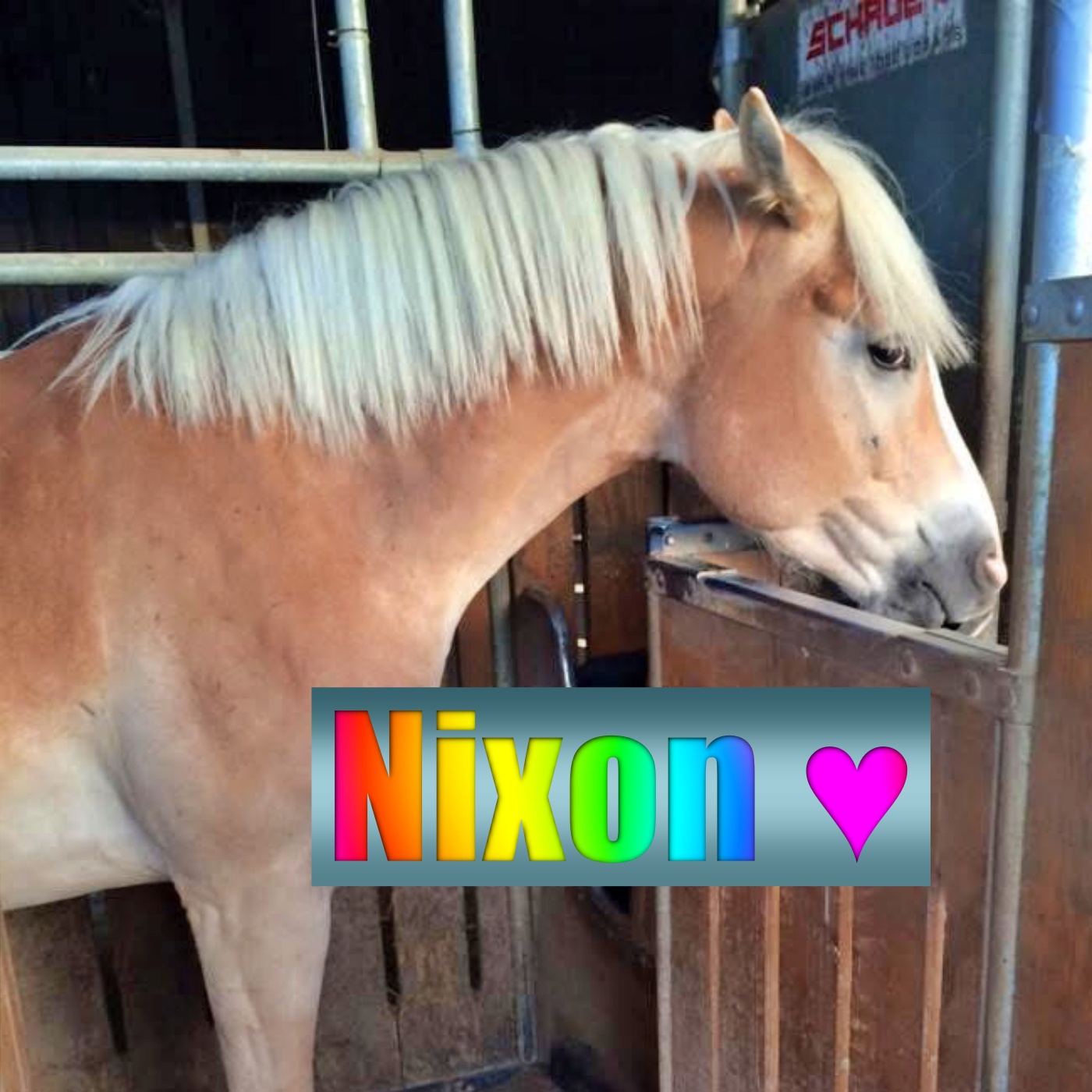 #379 Europameister Justin: Dressur-Schnuckel mit Barfuss-Geheimnis